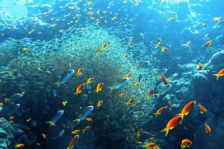 plong�e en Mer Rouge